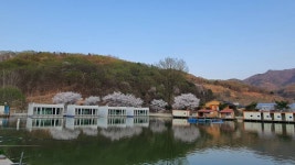 즐거운복상골 유료낚시터 > 벚꽃은 지고,이번주부터는 복상꽃 만발입니다~~~ : 낚시사랑