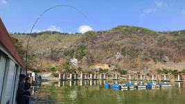 즐거운복상골 유료낚시터 > 벚꽃은 지고,이번주부터는 복상꽃 만발입니다~~~ : 낚시사랑