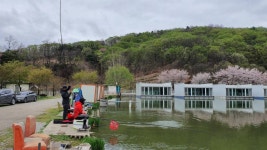즐거운복상골 유료낚시터 > 벚꽃은 지고,이번주부터는 복상꽃 만발입니다~~~ : 낚시사랑