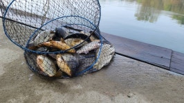 양평수곡낚시터 유료낚시터 > 힐링 수곡낚시터 4월 넷째주 주중 조황 및 붕어방류 : 낚시사랑