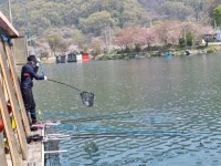 양평수곡낚시터 유료낚시터 > 힐링 수곡낚시터 4월 넷째주 주중 조황 및 붕어방류 : 낚시사랑