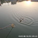 관리낚시터 유료낚시터 > ** 주중 붕어 방류및 조황정보 ** : 낚시사랑