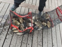 산들낚시터 유료낚시터 > 아산 산들낚시터의 4월24일에 올리는 주말 조황 모습 입니다. : 낚시사랑