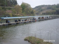 아산신수 유료낚시터 > 아산신수지 4월 넷째 주말 화보입니다.^^ : 낚시사랑