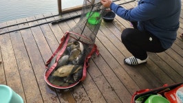 양평수곡낚시터 유료낚시터 > 양평 수곡낚시터 4월끝주 주중 조황 및 금일 붕어방류 : 낚시사랑