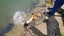 즐거운복상골 유료낚시터 > 산란이 슬슬 시작합니다~~~ : 낚시사랑