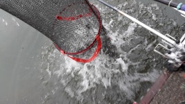 큰골낚시터 유료낚시터 > 안녕하십니까? 큰골입니다~~~ : 낚시사랑