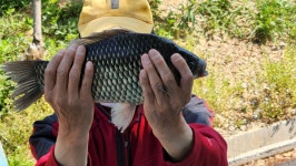 독정낚시터 유료낚시터 > 5월은 붕어의 달 : 낚시사랑