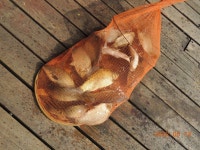 대석낚시터 유료낚시터 > 오세요.. 잘 나오고 있습니다.. : 낚시사랑