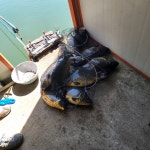 봉낚시터 유료낚시터 > 봉낚시터 주중방류및 조황소식 전해드립니다 : 낚시사랑