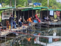 양평메기전용피쉬랜드 유료낚시터 > 메기전용낚시터 이벤어종 철갑상어 금요일 토요일 조황사진입니다 : 낚시사랑