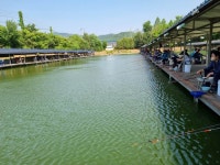 삼하낚시터 유료낚시터 > ## (삼하) 임시공휴일 방류와 조항 ## : 낚시사랑