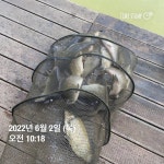 양평그린낚시터 유료낚시터 > 양평 그린낚시터 6/1~6/2 조황 정보 및 방류 소식 : 낚시사랑