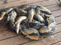 대석낚시터 유료낚시터 > 연휴 스케치.. (감사합니다.) : 낚시사랑