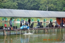 고담낚시터 유료낚시터 > 토종양식 붕어방류 : 낚시사랑