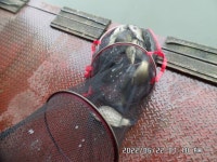 도곡낚시터 유료낚시터 > 도곡낚시터 붕어 조황 정보 감사합니다 : 낚시사랑