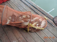 대석낚시터 유료낚시터 > 비가 오면 역시 대석..(장마철 대박조황 입니다..) : 낚시사랑