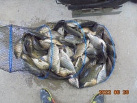 오빈낚시터 유료낚시터 > ****조황 아주 좋습니다**** : 낚시사랑