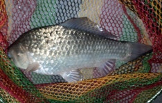 성호낚시터 유료낚시터 > 월척풍년 이천성호낚시터 7월2일 조황정보. : 낚시사랑