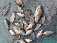 성호낚시터 유료낚시터 > 이천성호낚시터 7월7일 조황정보 : 낚시사랑