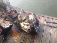 산들낚시터 유료낚시터 > 아산 산들낚시터의 7월10일에 올리는 주말 모습입니다. : 낚시사랑