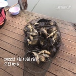 양평그린낚시터 유료낚시터 > 양평 그린낚시터 7/9~7/10 조황 정보 및 방류 소식 : 낚시사랑