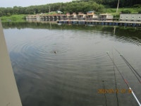 도곡낚시터 유료낚시터 > 도곡낚시터 붕어 조황 정보 감사합니다 : 낚시사랑