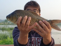 성호낚시터 유료낚시터 > 4찌에 월척마릿수 이천성호낚시터 7월16일 조황정보. : 낚시사랑