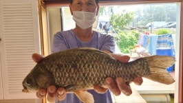 서울좌대 유료낚시터 > 송전지서울좌대7월19일조황 : 낚시사랑