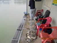 오빈낚시터 유료낚시터 > ****기복없이 꾸준한 조황보이고 있습니다***** : 낚시사랑