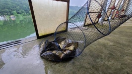 양평수곡낚시터 유료낚시터 > 여름피서낚시 2호 5짜붕어 힐링 수곡낚시터 7월넷째주말 주후반 조황 입니다 : 낚시사랑