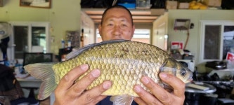 고삼지 양촌 유료낚시터 > 고삼지 양촌좌대 여름피서 사짜붕어타작!! : 낚시사랑