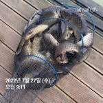 양평그린낚시터 유료낚시터 > 양평 그린낚시터 7/26~7/27 조황 정보 및 방류 소식 : 낚시사랑