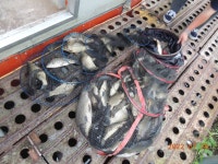 대석낚시터 유료낚시터 > 방류와 주중 스케치.. : 낚시사랑