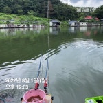 양평그린낚시터 유료낚시터 > 양평 그린낚시터 7/31~8/01 조황 정보 및 방류 소식 : 낚시사랑