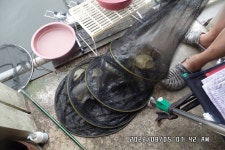 도곡낚시터 유료낚시터 > 도곡낚시터 붕어 조황 정보 감사합니다 : 낚시사랑