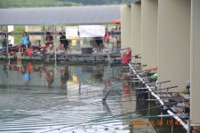 고담낚시터 유료낚시터 > 주말 조황입니다 . : 낚시사랑