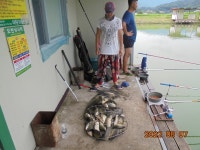 오빈낚시터 유료낚시터 > ****무더위도 날려버리는 시원한손맛**** : 낚시사랑