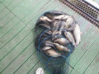 안성 거청낚시터 유료낚시터 > 8월 16일 수위안정 거청낚시터 : 낚시사랑