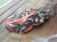 대석낚시터 유료낚시터 > 방류와 명절 스케치.. : 낚시사랑