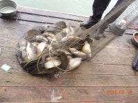 대석낚시터 유료낚시터 > 방류와 주중 스케치..(아주 잘 나와요..) : 낚시사랑