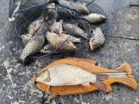 삼성지낚시터 유료낚시터 > 삼성지낚시터의 연휴조황 : 낚시사랑