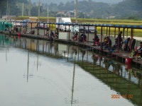 오빈낚시터 유료낚시터 > ****연휴기간 대박조황**** : 낚시사랑