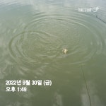 관리낚시터 유료낚시터 > ** 주말 붕어 방류및 조황정보 전합니다 ** : 낚시사랑
