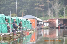 고담낚시터 유료낚시터 > 붕어방류 와 조황입니다 . : 낚시사랑