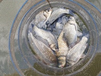 성호낚시터 유료낚시터 > 이천성호낚시터 10월14일 조황정보. : 낚시사랑