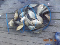 오빈낚시터 유료낚시터 > ***화창한 주말 즐거운 낚시....*** : 낚시사랑