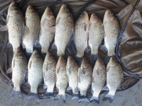 성호낚시터 유료낚시터 > 깜짝이야.이천성호낚시터 10월18일 조황정보. : 낚시사랑