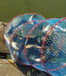 동교낚시터 유료낚시터 > 포천동교낚시터입니다 : 낚시사랑