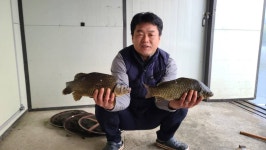 양평수곡낚시터 유료낚시터 > 가을붕어낚시의 성지 양평 수곡낚시터 주초반 조황 및 방류 이야기 : 낚시사랑